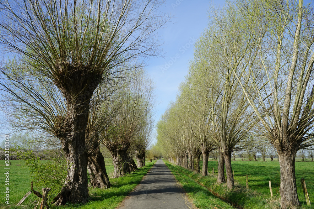 Φωτογραφία Allee aus Kopfweiden im Naturschutzgebiet Gunnewiesen, Delbrücker Land, Paderbor