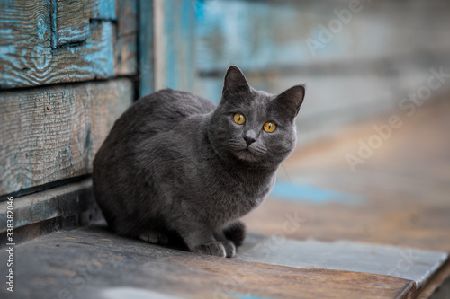 mature gray british cat outdoors
