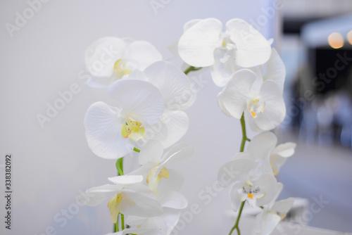 white blooming orchid with lots of flowers
