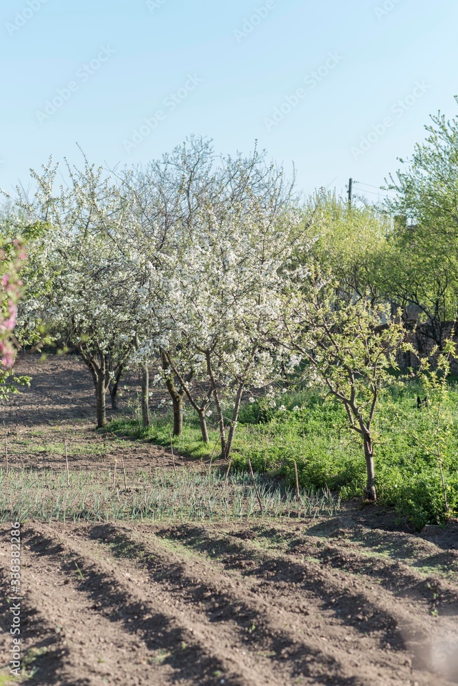 garden orchard and seedlings at spring