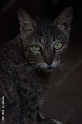 black cat portrait © Sneha
