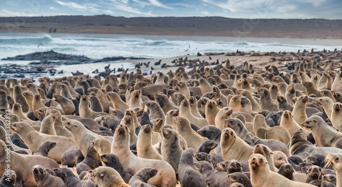 Huge cape fur seal colonies crowding the beaches of the Cape Cross Seal Reserve, Skeleton Coast, Namib desert, Western Namibia. © Luis