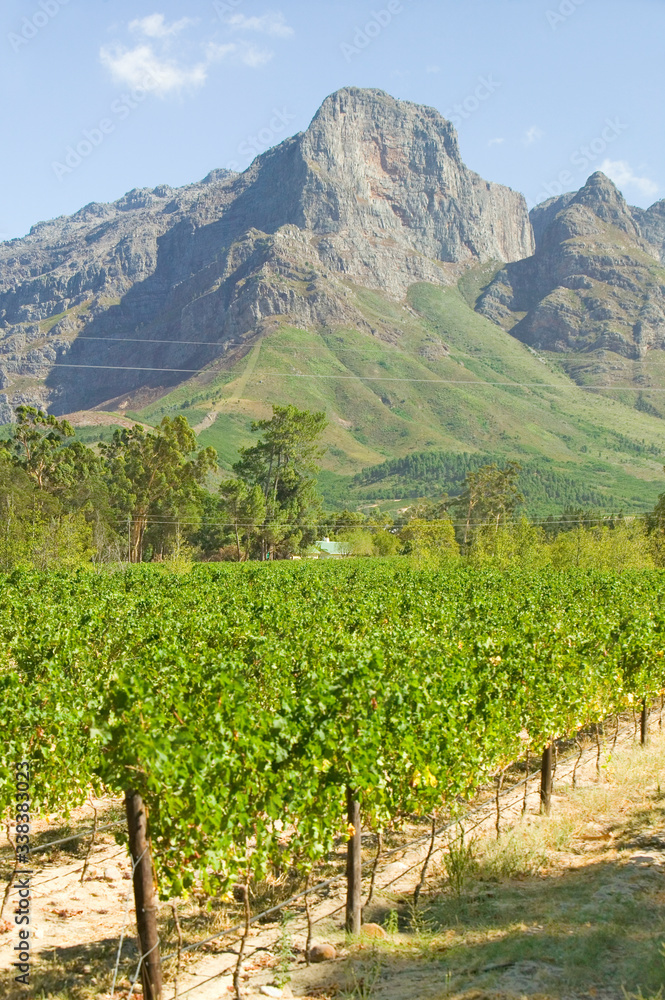 Grape vines growing in Stellenbosch wine region, outside of  Cape Town, South Africa