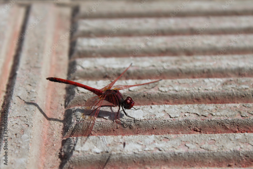 Naklejka premium red dragonfly on the stone
