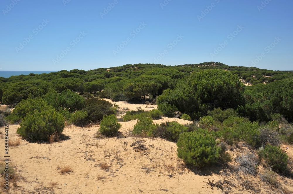 Doana national Park in Andalusia, Spain. Doana national Park in Andalusia, Spain.