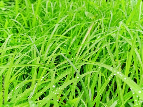 grass type