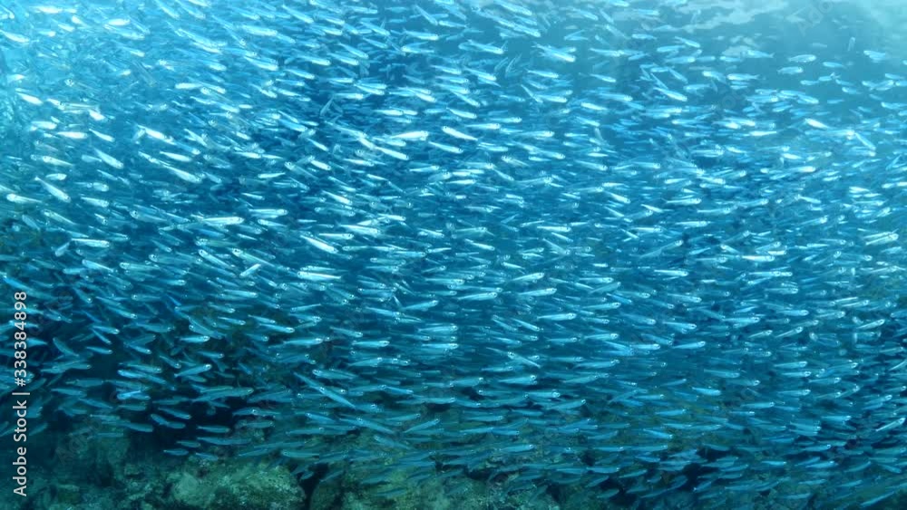 silversides hiding behind secret rocks under sun shine and beams underwater silverside fish school wavy sea protection silversides hiding behind secret rocks under sun shine and beams underwater silverside fish school wavy sea protection