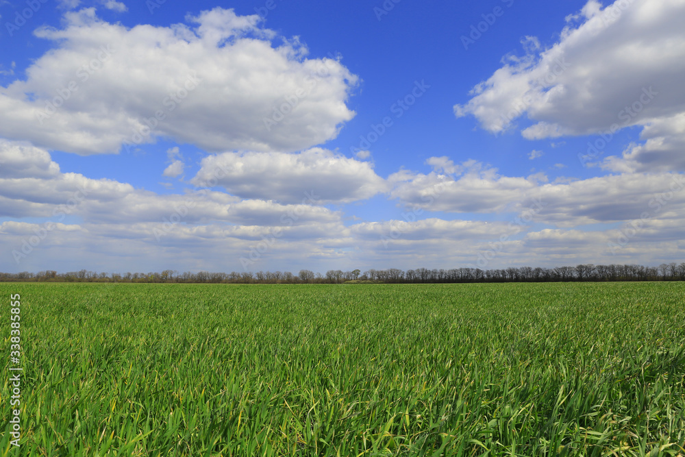 green field under nice clouds in sky green field under nice clouds in sky