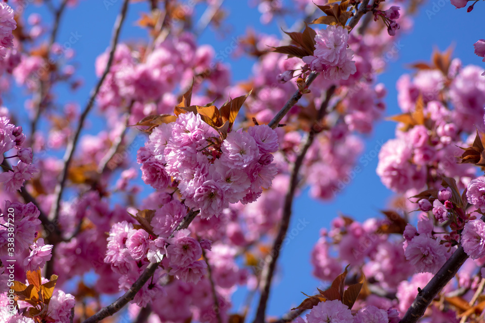 Prunus serrulata Japanese cherry tree double flower cultivation called sakura or taihaku in bloom, flowering oriental cherry Prunus serrulata Japanese cherry tree double flower cultivation called sakura or taihaku in bloom, flowering oriental cherry