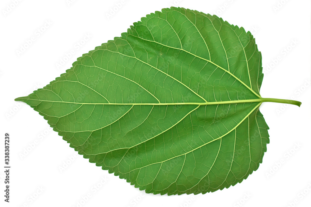 green leaf on white background green leaf on white background