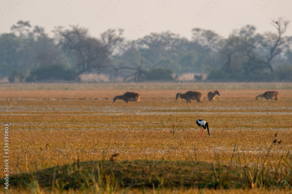 Black necked stork in scenic landscape of keoladeo national park or bharatpur bird sanctuary, india - Ephippiorhynchus asiaticus

