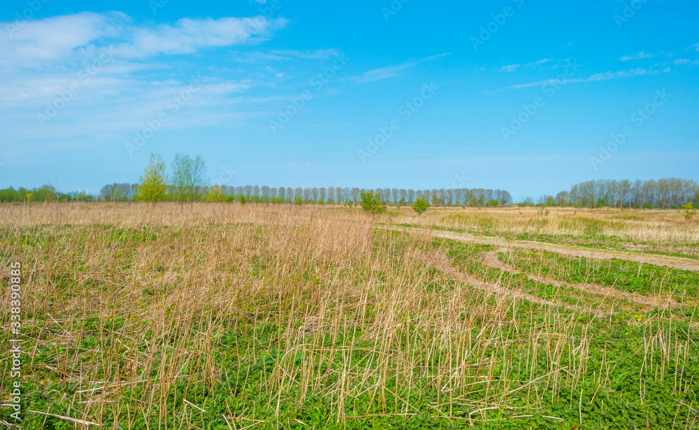 Path in a field with reed and grass below a blue sky in sunlight in spring