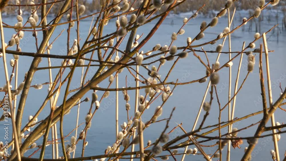 Goat willows, Salix caprea, waving in the wind on blue ice background Goat willows, Salix caprea, waving in the wind on blue ice background