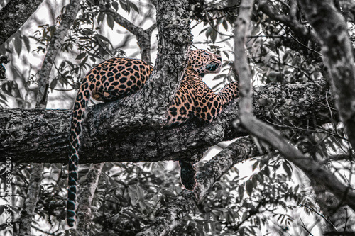 leopard sitting on a tree