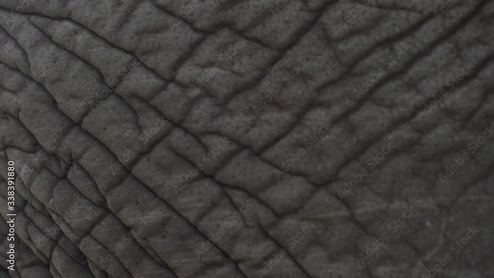 Extreme close up shot of the skin of an African elephant. Extreme close up shot of the skin of an African elephant.