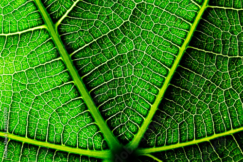 texture of a fig leaf - macro