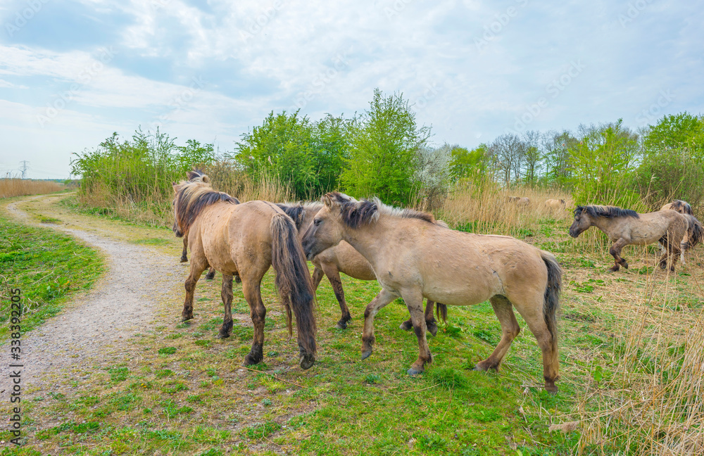 Horses in a field with reed below a blue sky in sunlight in spring Horses in a field with reed below a blue sky in sunlight in spring