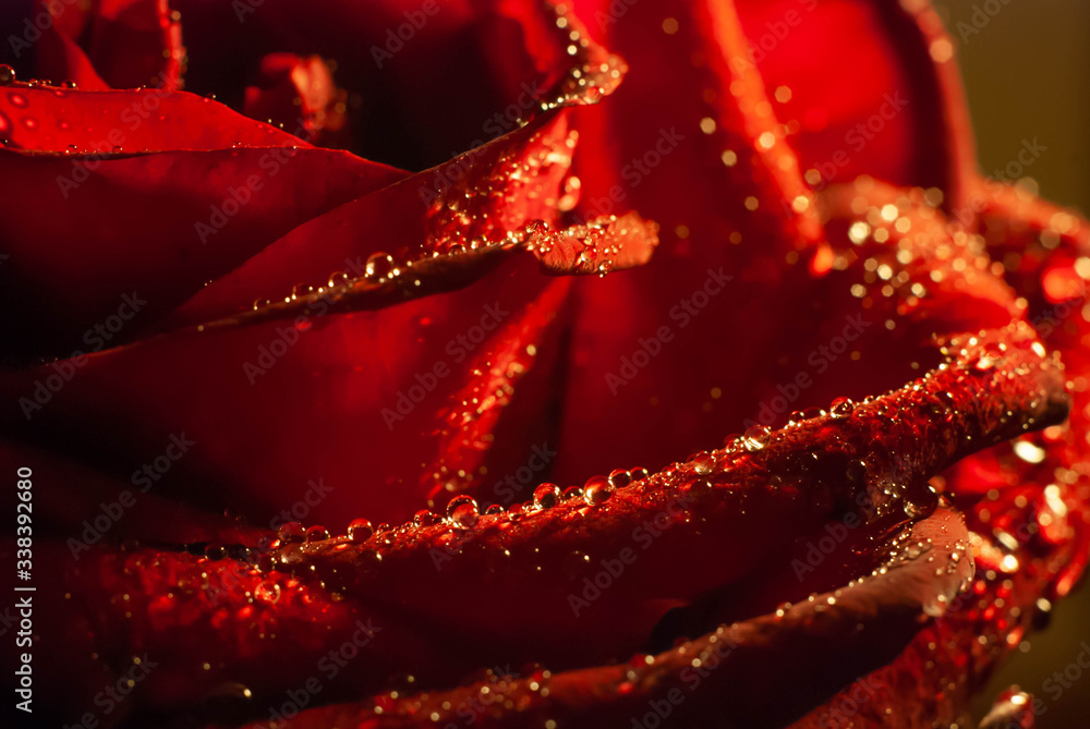red rose with water drops