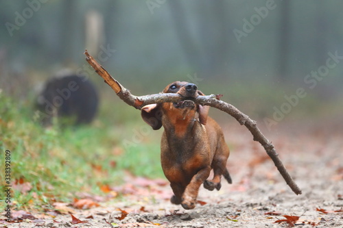 happy dachshund running in the forest while carrying a stick © bestjeroen