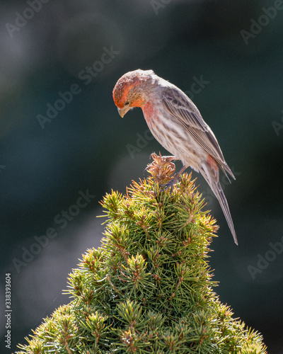 Male House Finch Perched on an Evergreen Tree