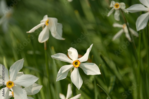 A clump of white daffodils or narcissi growing in woodland with yellow trumpet centre. 