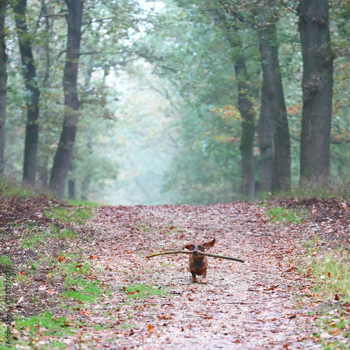 happy dachshund running in the forest while carrying a stick