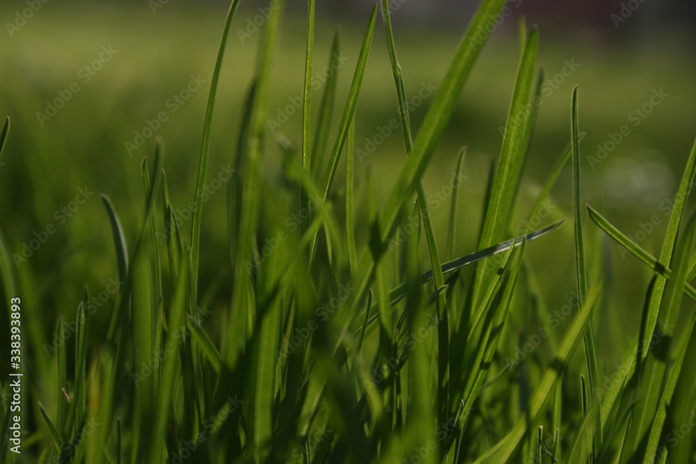 a green grass in the spring garden