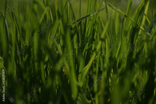 a green grass in the spring garden