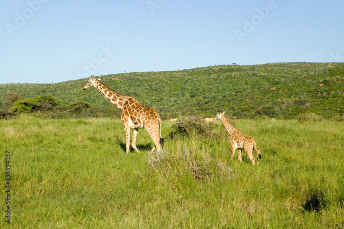 Mother and baby Masai Giraffe in green grass of Lewa Wildlife Conservancy, North Kenya, Africa