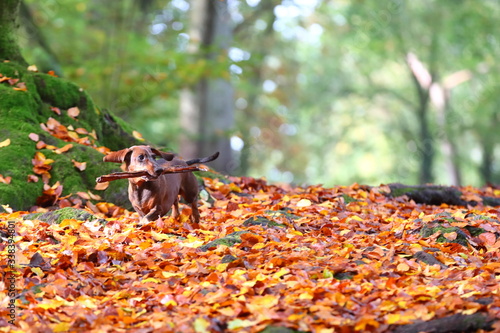 happy dachshund running in the forest while carrying a stick