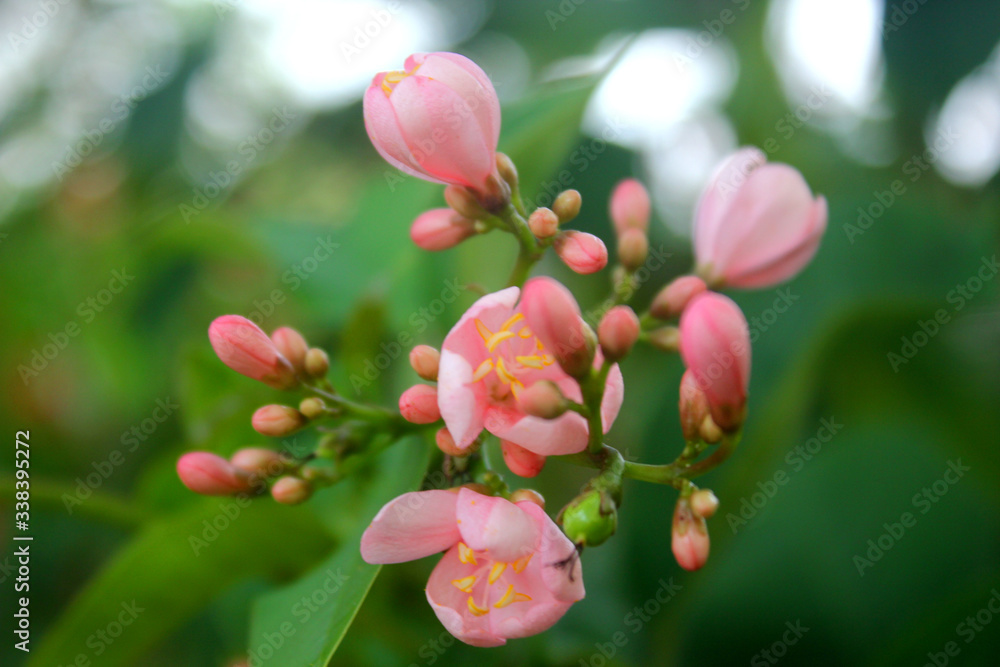 Fototapeta premium a photo of a colorful flower that looks very beautiful in the middle of the garden during the day