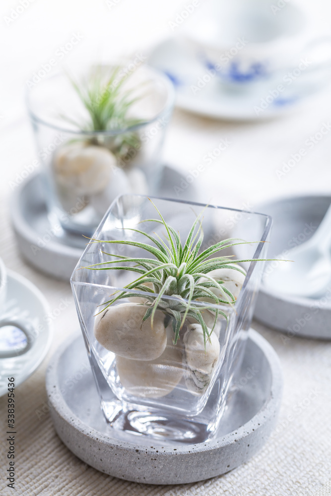 Place setting with Tillandsia airplant as table decoration