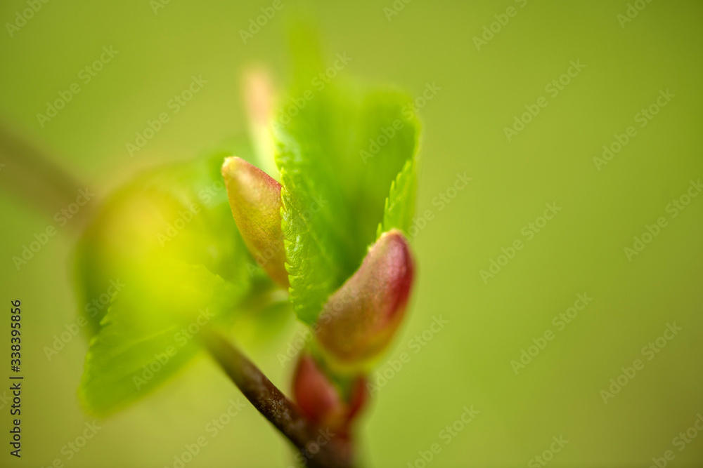 Zarte Blätter der Sommerlinde treiben aus sich öffnenden Knospenschuppen, Close up, selektive Schärfe Zarte Blätter der Sommerlinde treiben aus sich öffnenden Knospenschuppen, Close up, selektive Schärfe