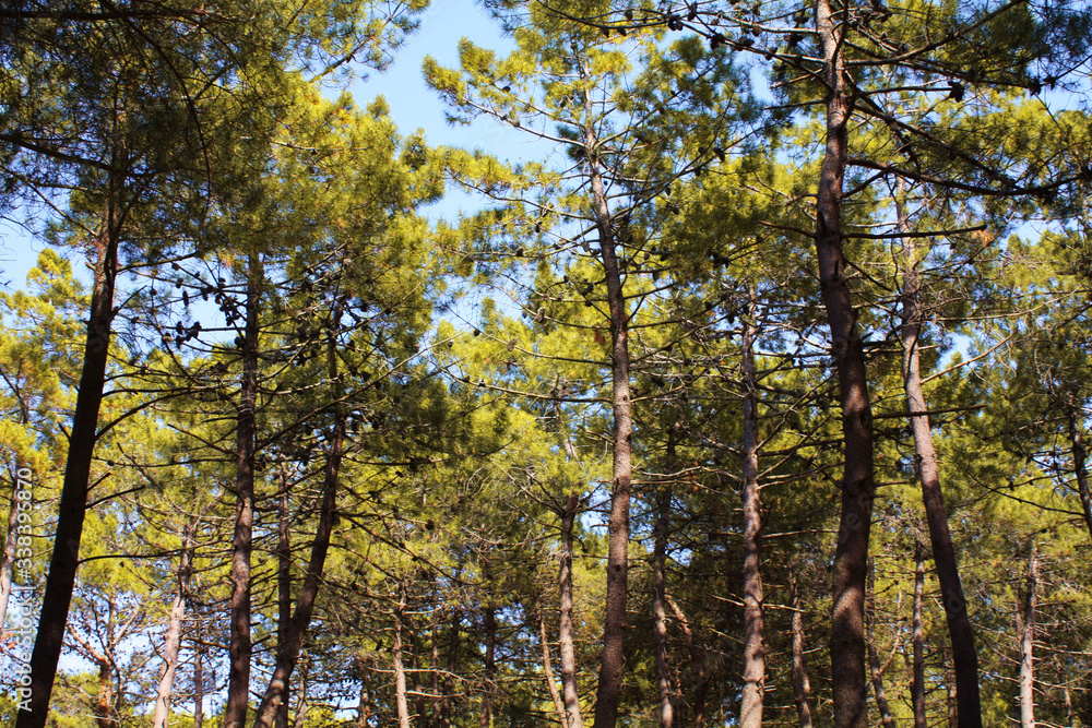 Fototapeta premium Pine forest view from below on a sunny day. The tops of chic mighty trees are spread out against the sky. Sunlight penetrates the branches of pines. Forest, trees, sun, readable air and nature.