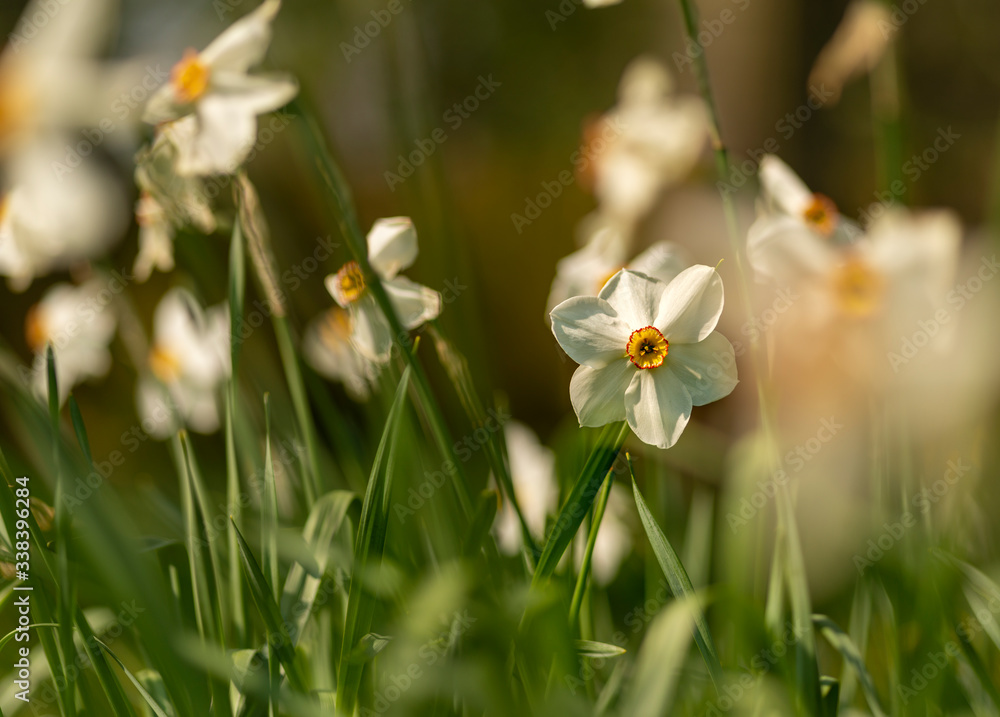 A clump of white daffodils or narcissi growing in woodland with yellow trumpet centre. A clump of white daffodils or narcissi growing in woodland with yellow trumpet centre.
