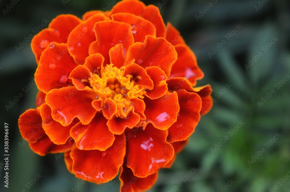 Marigold flowers  with blurred background.