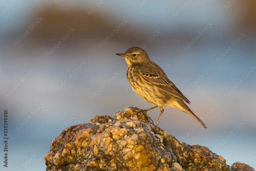 Pipit maritime - Rock Pipit (Anthus petrosus) Pipit maritime - Rock Pipit (Anthus petrosus)