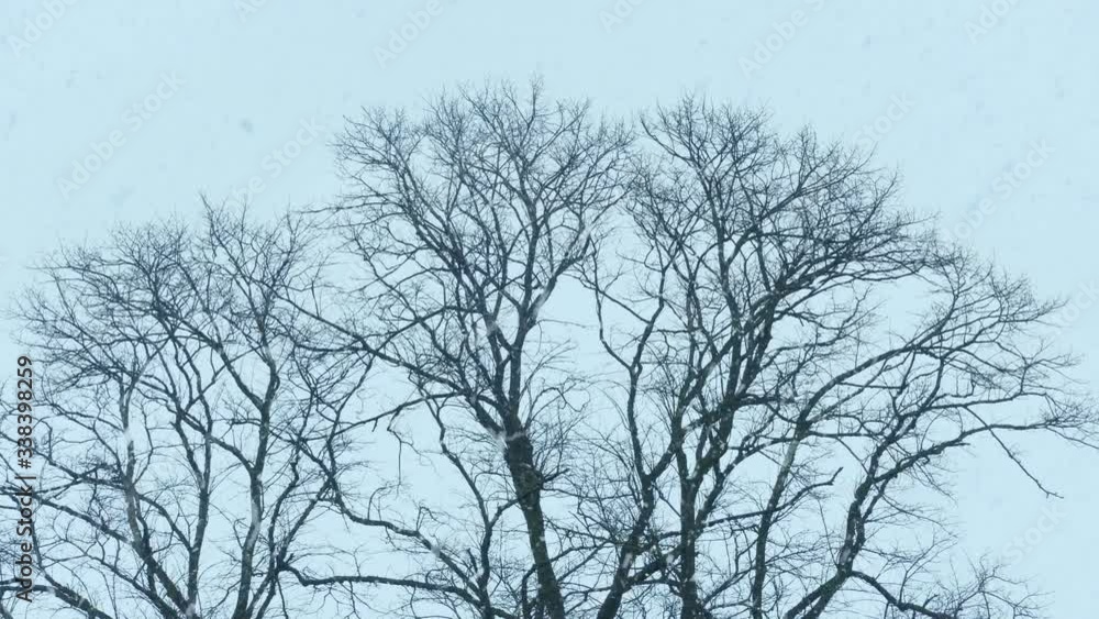 Winter Snow Falling On Bare Trees Winter Snow Falling On Bare Trees