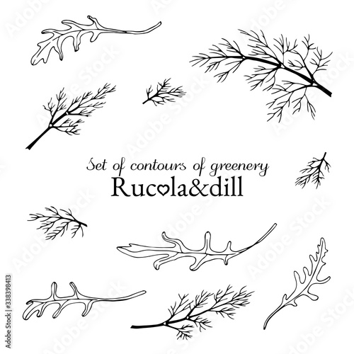 set of contours of greenery rucola and dill