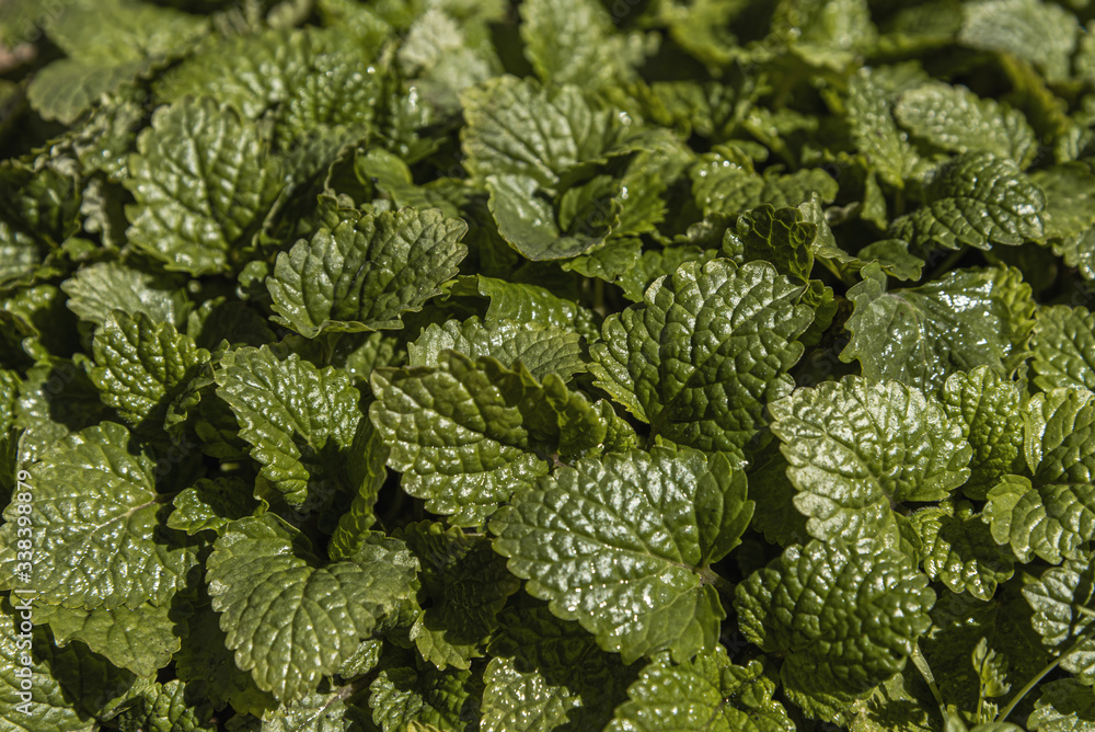 Green leaves or mint melissa. Creatively tinted in trend chive color, monochrome background. Nature texture. Green leaves or mint melissa. Creatively tinted in trend chive color, monochrome background. Nature texture.