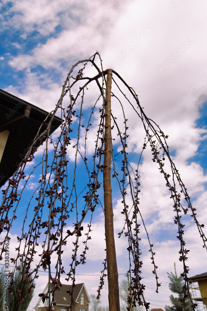 Upward view of Pendulous branches tree with buds and red new leaves against blue sky white clouds.Weeping tree.