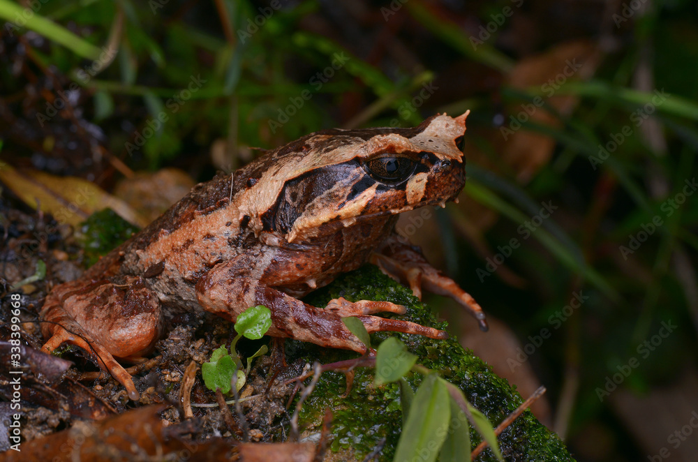 image of a Kinabalu Horned Frog from Borneo - Megophrys baluensis image of a Kinabalu Horned Frog from Borneo - Megophrys baluensis