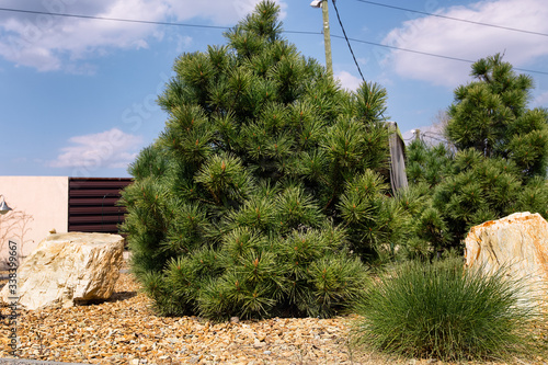 Obraz na płótnie Modern conifer tree garden design. Yellow pebble and big white stones between pine trees. w salonie