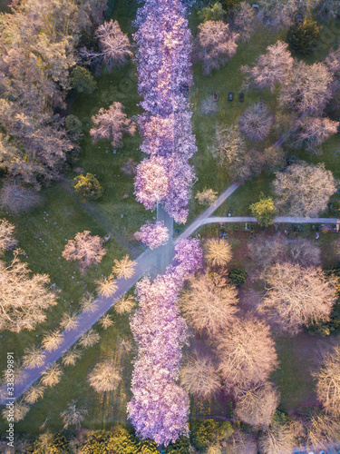 Photography Cherry tree blossoming at Bispebjerg Cemetery, Denmark