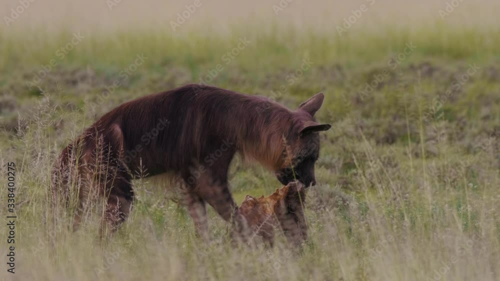 Solitary Brown Hyena Devouring Remnants of Animal Carcass Solitary Brown Hyena Devouring Remnants of Animal Carcass