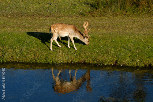 Photography A fallow deer eating grass, next to a river in the sun, refelction in the water,