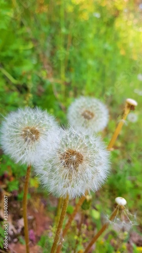 dandelion seed head on a green meadow