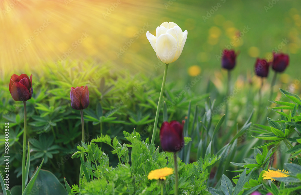 Fototapeta premium Purple and white tulips in spring in a flowerbed in the rays of sunlight