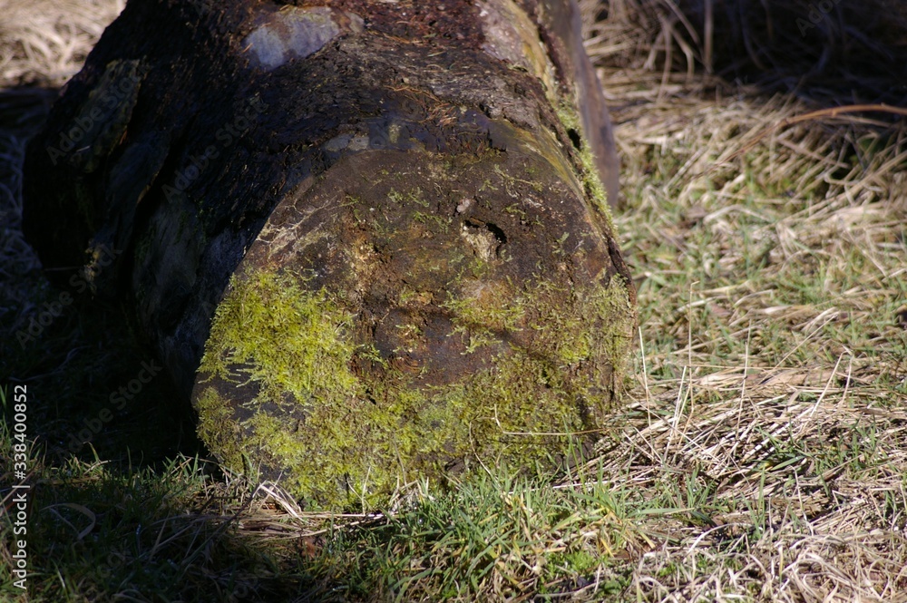 Baum Baum
