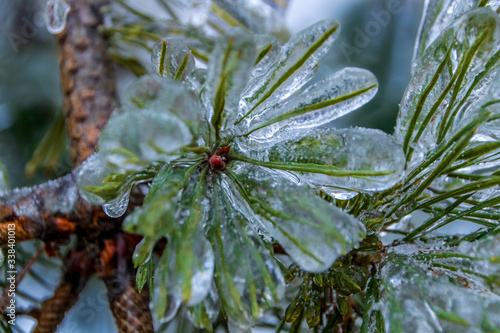 Foto Close-up Of Wet Plant Leaves During Winter